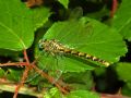 Onychogomphus forcipatus unguiculatus